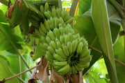 MUSA ACUMINATA 'LADY FINGER BANANA' Sydney's Plant Market